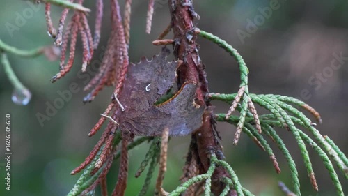The Natural Beauty of Leaf and Branch CloseUp Captured with Raindrops in Detail