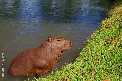 Funny capybara having bath, relaxing in the water near a grassy lakeshore in Brazil, South America. Peaceful wildlife scene with a semi-aquatic mammal animal and largest rodent in its natural habitat.