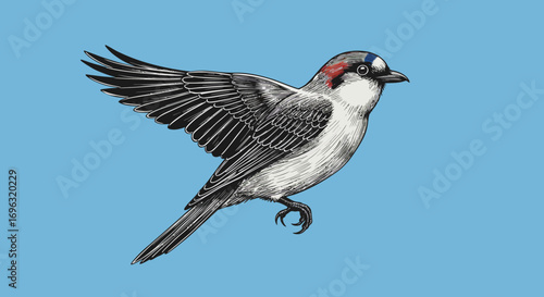 Elegant detailed drawing of a flying bird with spread wings on a blue background
