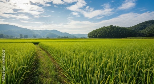 Golden Rice Field Under Sunny Sky.