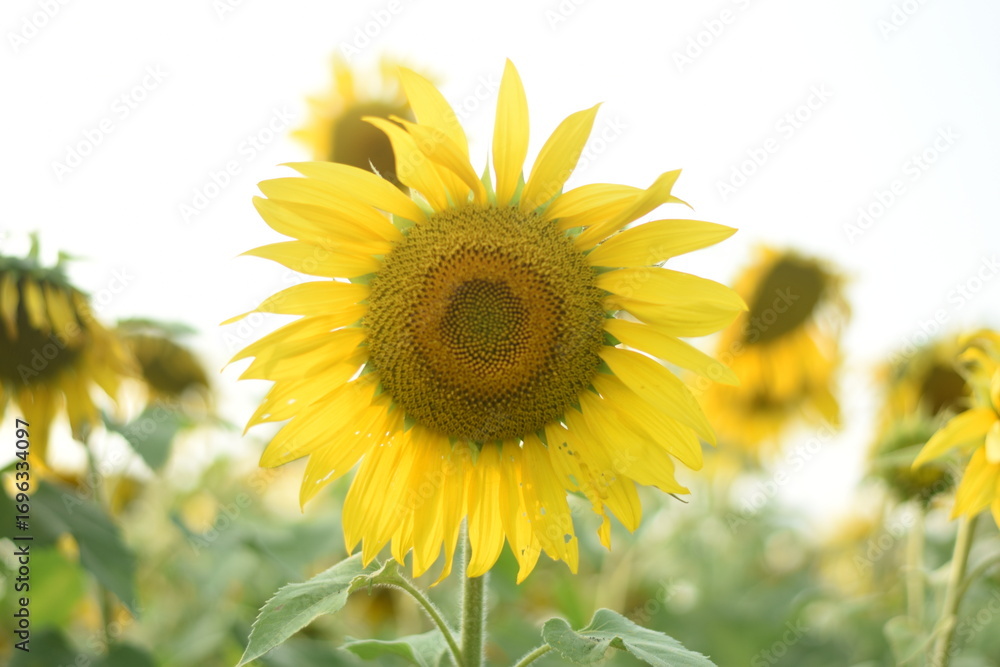 Fototapeta premium Sunflower's Glory: A close-up shot of a vibrant sunflower basks in the warm glow of the sun, set against a backdrop of a field of yellow flowers, evoking a sense of warmth and beauty