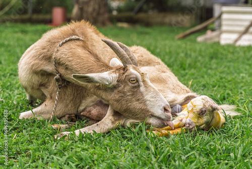Konstfotografi Goat begins cleaning newborn kid still partially covered in amniotic sac after b