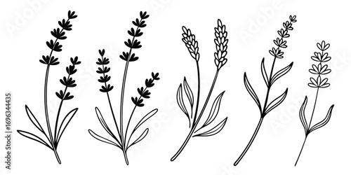 HandDrawn Lavender Sprigs Collection.