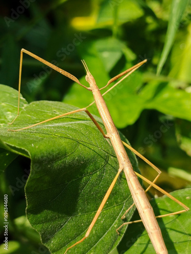 Bild auf Leinwand A close-up shot of a stick insect, or Phasmatodea, on a leaf in its natural tropical habitat, high-resolution macro photography