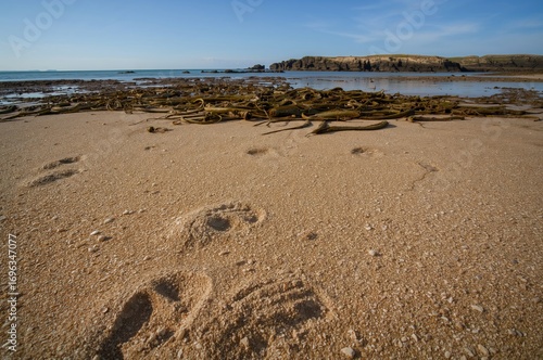 Boot imprints left on a sandy shore scattered with seaweed and stones