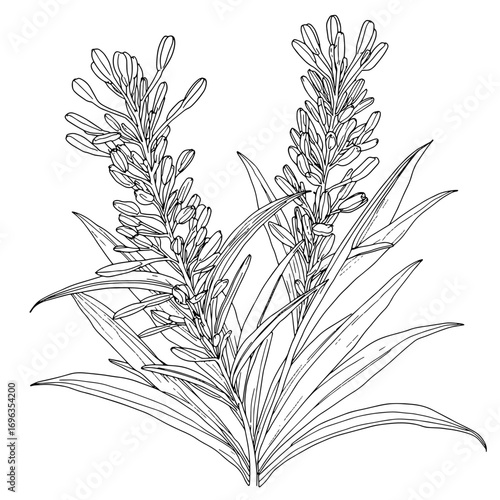 Botanical line drawing of Kangaroo Paw plants. Anigozanthos black and white sketch, clean thin outlines, showing long leaves and tubular flowers, highly detailed, suitable for a coloring book.