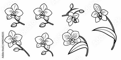 Collection of Elegant Orchid Flower Illustrations