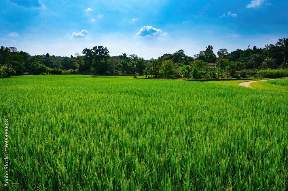 Fototapeta premium Newly harvested paddy field with raw rice