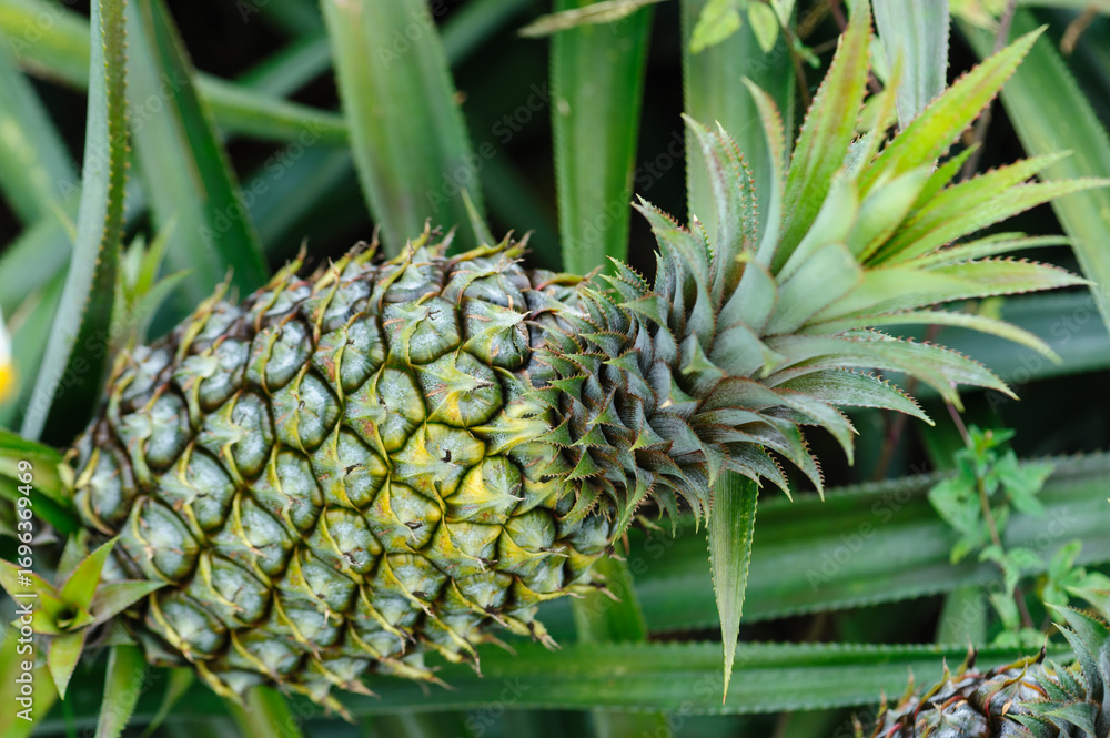 Fototapeta premium Pineapple grow on tree in garden