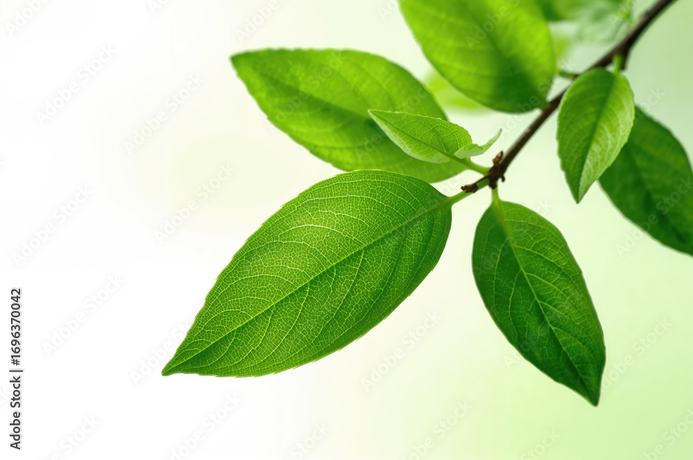 Fototapeta premium Newly picked vibrant tea foliage