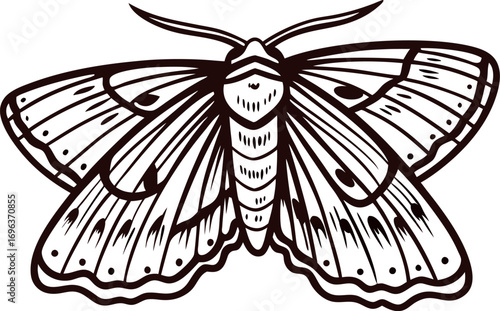 Detailed hand drawn moth illustration in vintage engraving with outstretched wings and intricate wing patterns