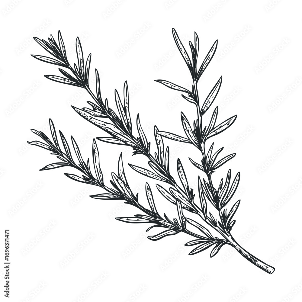 Fototapeta premium Fresh rosemary branch for culinary use or herbal remedies. Vector hand drawn illustration
