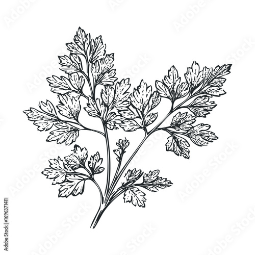 Fresh parsley illustration for culinary use and decoration. Vector hand drawn illustration