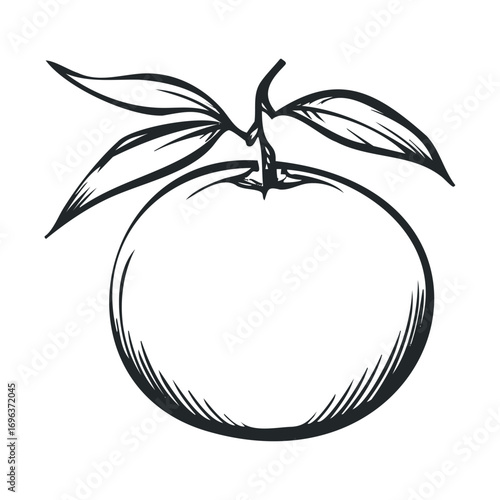 Fresh orange fruit with leaves for healthy eating ideas. Vector hand drawn illustration