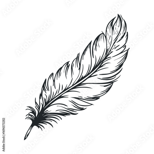 Delicate feather with intricate details ideal for design work. Vector hand drawn illustration