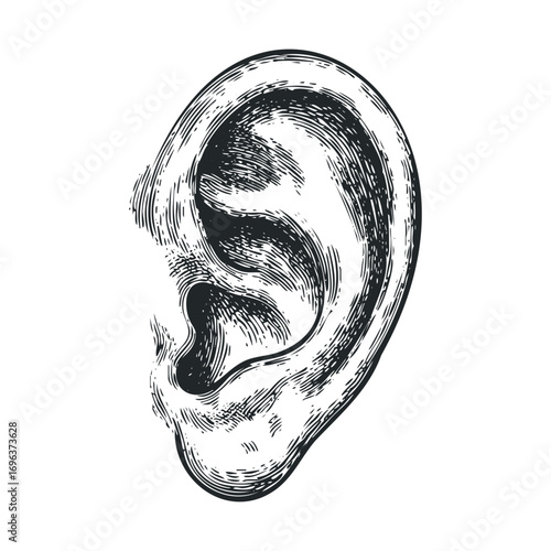 Detailed anatomical Ear illustration for educational purposes. Vector hand drawn illustration