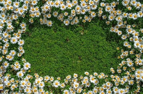 Bright daisy field glowing under sunlight seen from above, floral border with fresh blossoms creating a frame around empty center for text, spring-themed flower background with space for message
