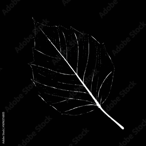 Leaf silhouette on a black background highlighting intricate vein patterns and natural beauty