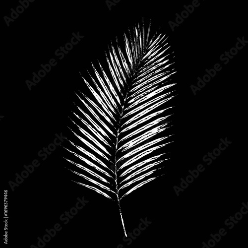 Palm leaf silhouette against black background highlighting intricate textures and shapes