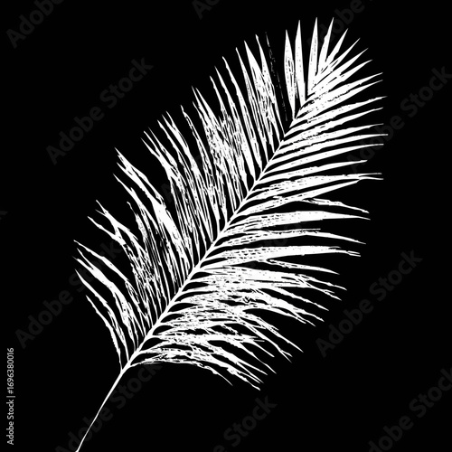 Detailed white palm leaf on a black background showcasing intricate textures and patterns in a striking visual contrast