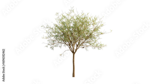 Isolated Young Weeping Willow Tree on Transparent Background