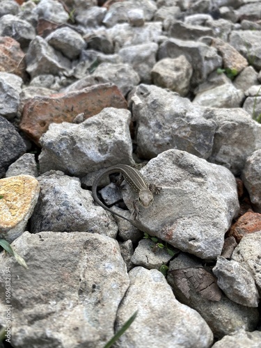 The little lizard between the rocks