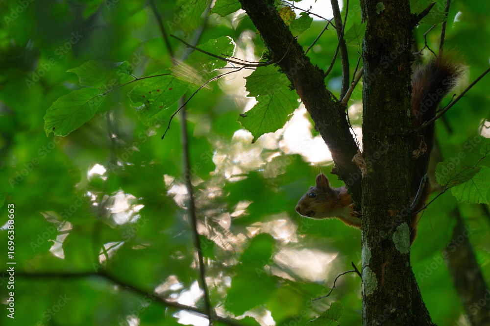 Fototapeta premium Squirrels Through the Seasons. Witnessing Climate Change in the Trees
