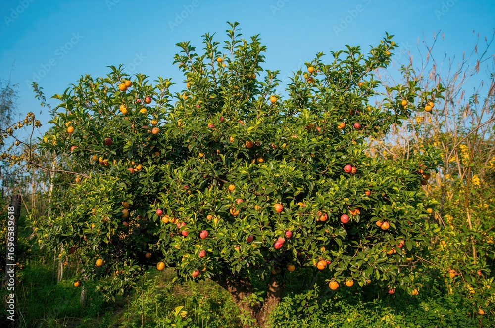 Fototapeta premium Orchard scene with apple and orange trees in a lush green garden during spring