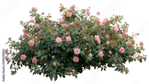 Lush Pink Rose Bush, Blooming Flowers, Isolated on Transparent Background