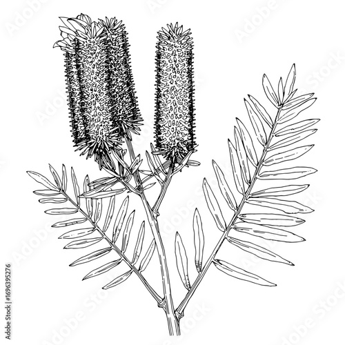 Botanical line drawing of Bottlebrush plants. Callistemon citrinus black and white detailed sketch, clean thin outlines, showing cylindrical flower spikes and narrow leaves, suitable for a coloring bo