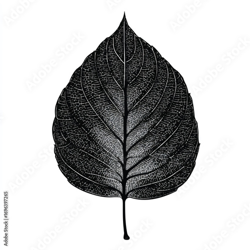 Detailed monochrome illustration of a leaf with intricate vein patterns on a clean white background artistry