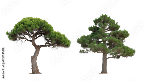 Two Isolated Aleppo Pine Trees on Transparent Background - 3D Render