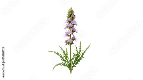 Elegant Pale Pink Veronicastrum Virginicum Flower Isolated on Black