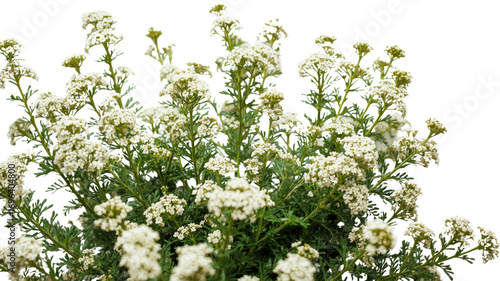 Lush White Flowers,  Close-Up of Blooming Alyssum Plant