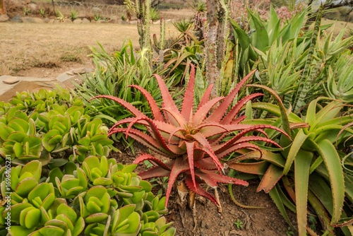 Reddish Aloe and Succulent Garden in Arid South African Landscape