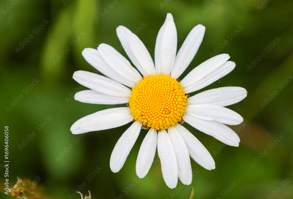 Fototapeta premium ​A close-up of a single daisy with bright white petals and a yellow center. The crisp details of the flower against a blurred green background create a sense of calm and freshness, symbolizing the pur