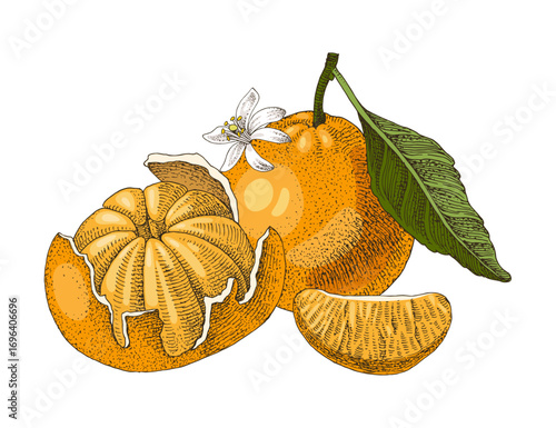 Ripe tangerines hand drawn vector illustration