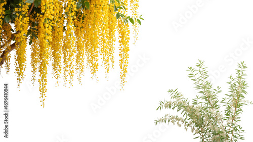Golden Shower and Silver Cascade A Stunning Floral Contrast