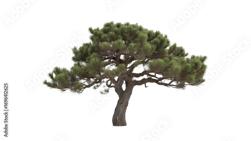 Isolated Mature Pine Tree with Lush Green Foliage on Transparent Background