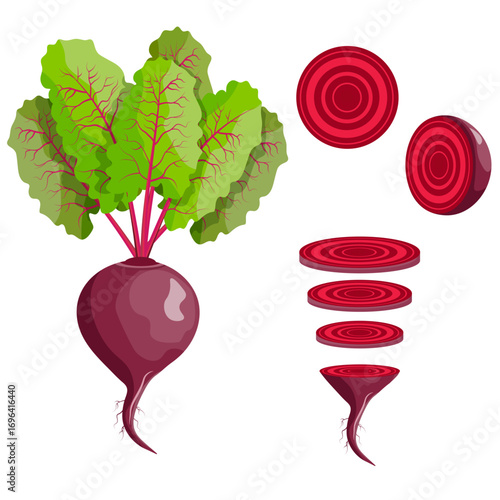 set of beets whole and in section vector