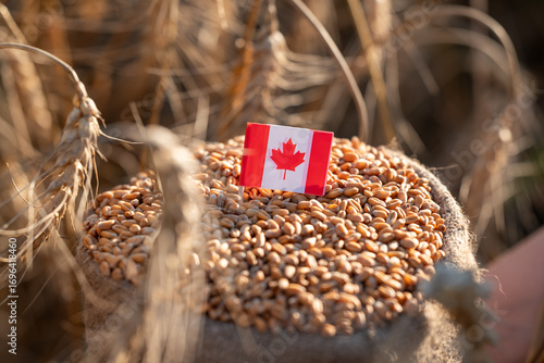 A bag of wheat grain with a flag of Canada in a field. Close-up of a bag of wheat grain with a Canadian flag inserted, symbolizing the wheat harvest in Canada
