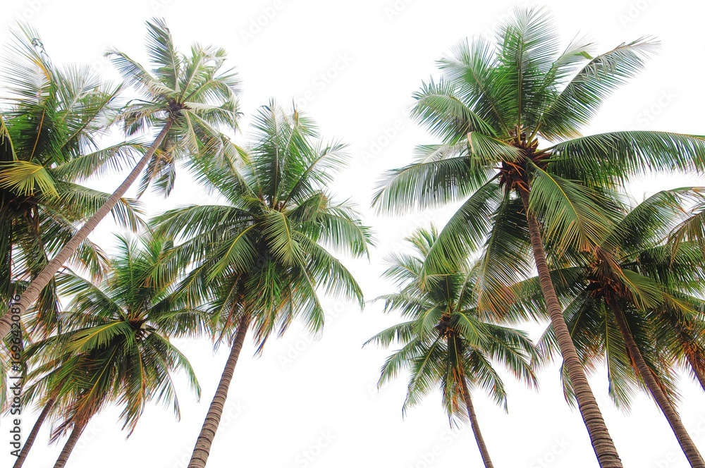 Fototapeta premium Coconut palms isolated on a white backdrop