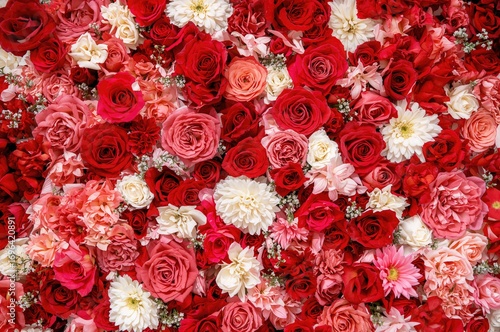 Elegant red and white rose-...