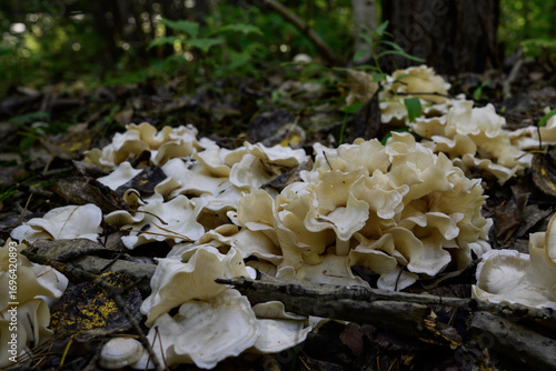 mushrooms on the ground in the forest