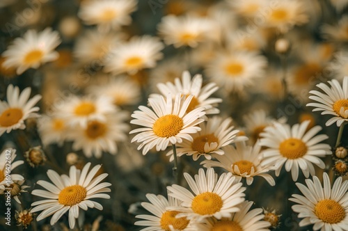 Detailed view of blooming d...