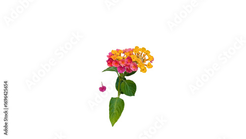 Lantana Flower with Vibrant Pink and Yellow Blooms