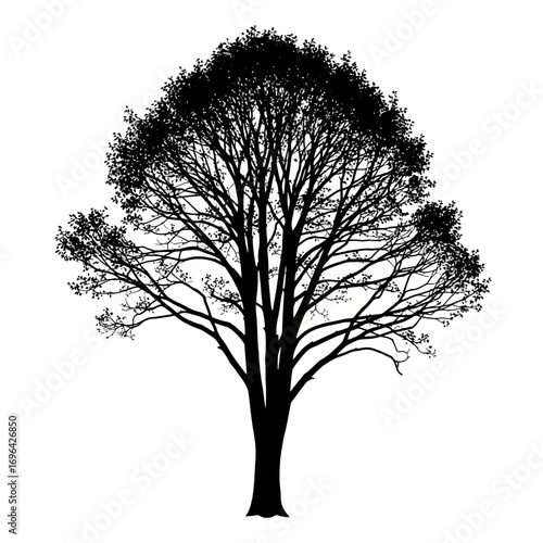 Elegant silhouette of a tree with intricate branches against a bright white background, perfect for design, nature, and artistic projects, adding a touch of sophistication