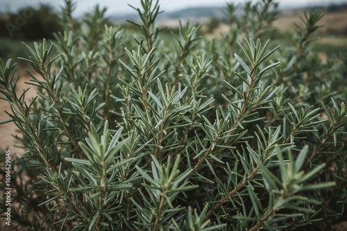 Detailed view of thriving r...