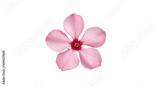 Delicate Pink Flower Blossom on Transparent Background