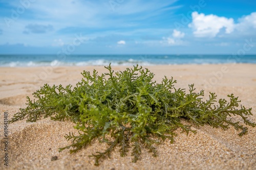 Fragile green Codium seawee...
